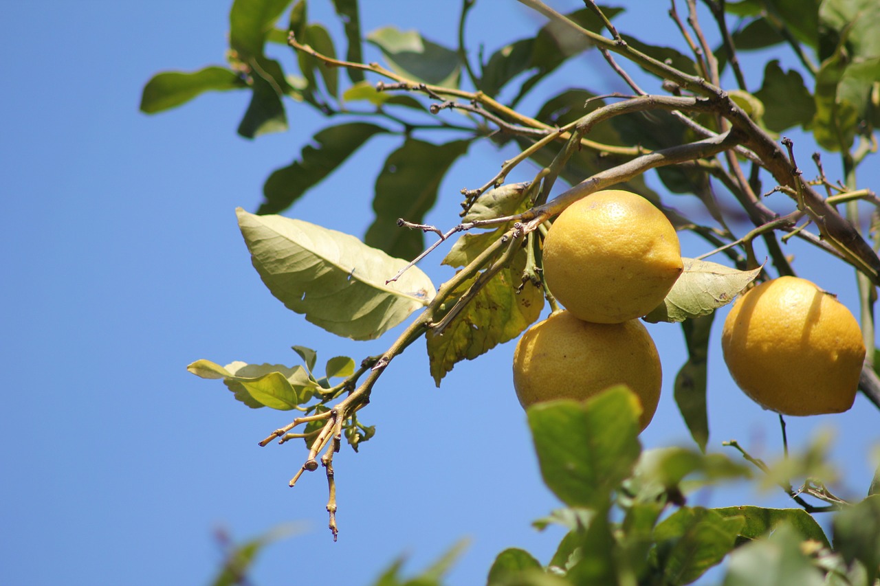 L’huile essentielle de citron, propriétés et utilisation sans danger