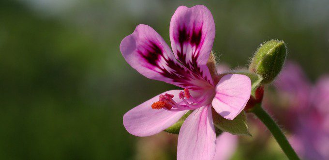 geranium-bourbon-pelargonium