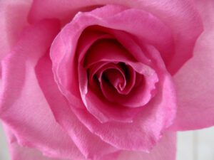 parfum-rose