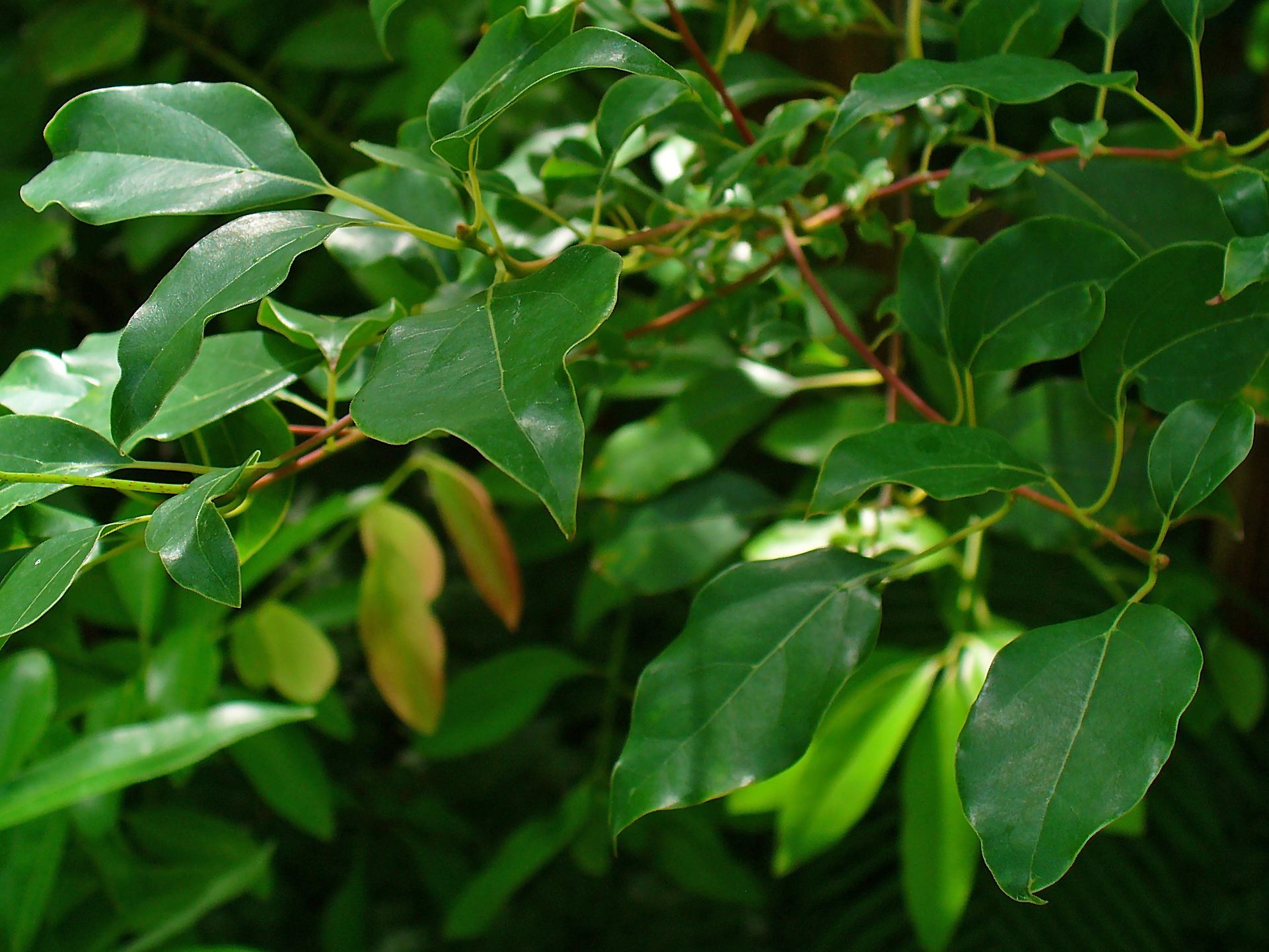 Huile essentielle de Ravintsara: propriétés et utilisation sans danger (Cinnamomum camphora ct eucalyptole))