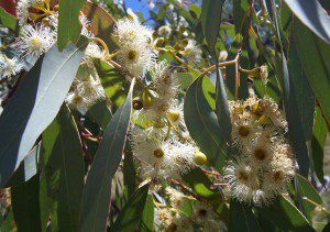eucalyptus fleur