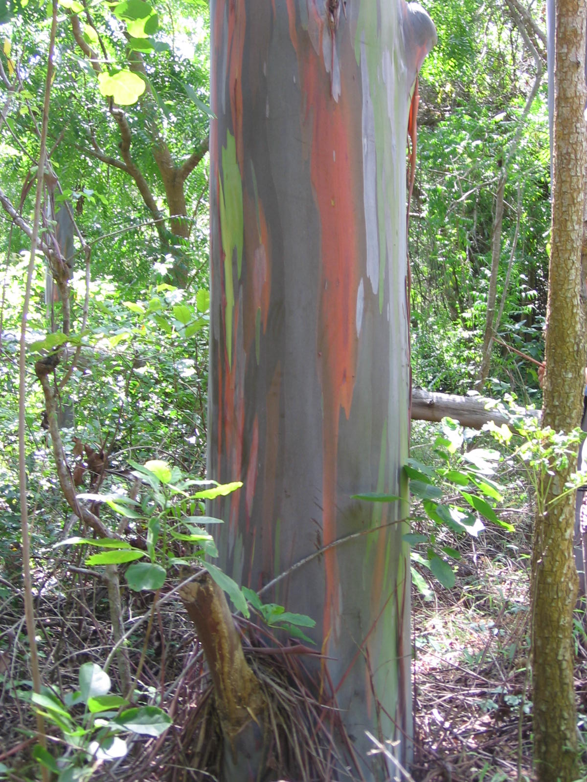 Huile essentielle d’eucalyptus radié : propriétés et utilisation sans danger (Eucalyptus radiata)