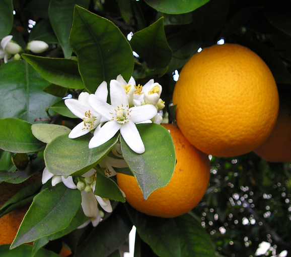 Huile essentielle orange douce : propriétés et utilisation sans danger (Citrus sinensis)