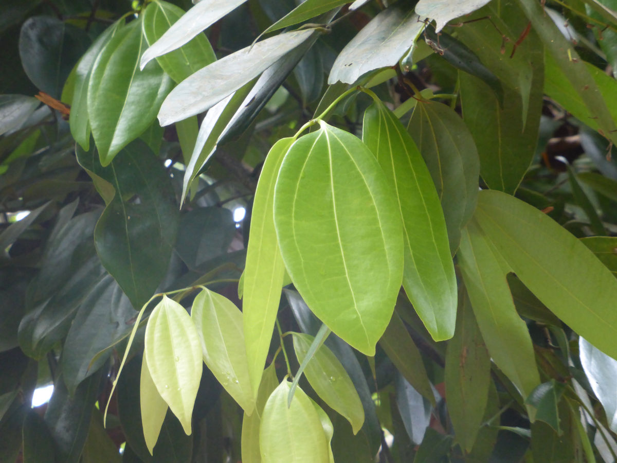 Huile essentielle Cannelle de Ceylan feuilles