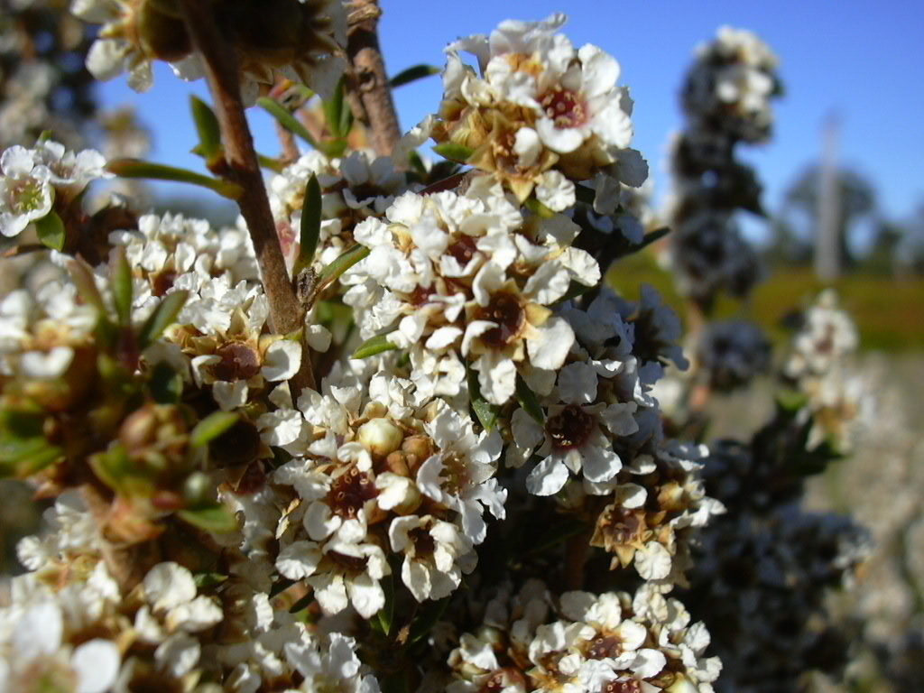 Huile essentielle de Fragonia (Agonis fragrans)