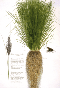 racines-de-vetiver