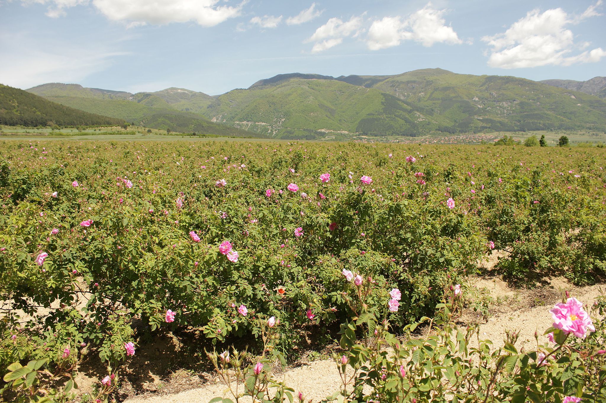 vallee rose bulgarie