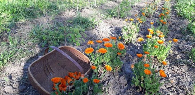 calendula-macerat-boemia