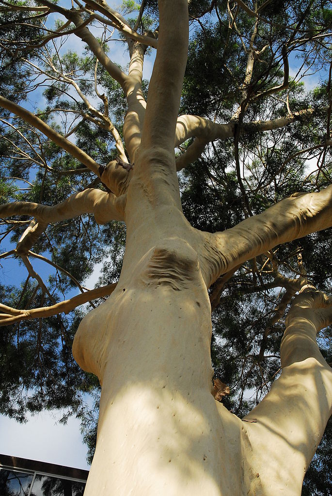 eucalyptus-citronné-rhumatisme