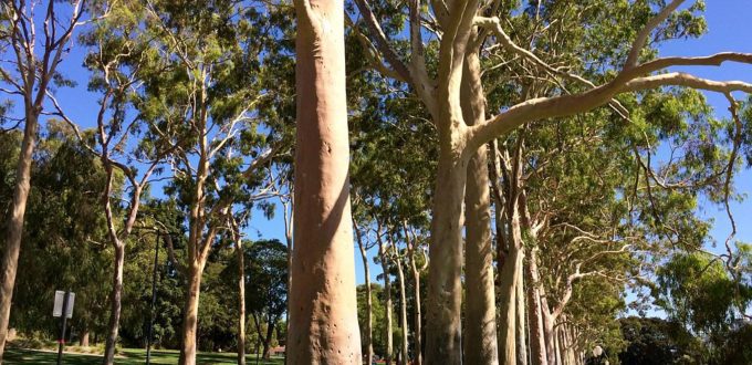 he-eucalyptus-citron