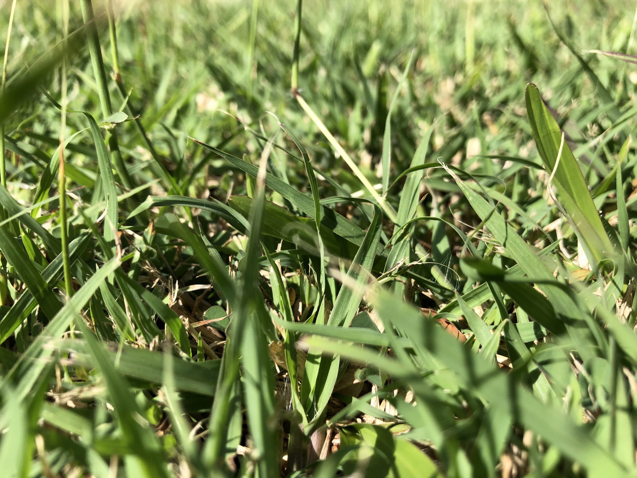 voyage-olfactif-citronnelle