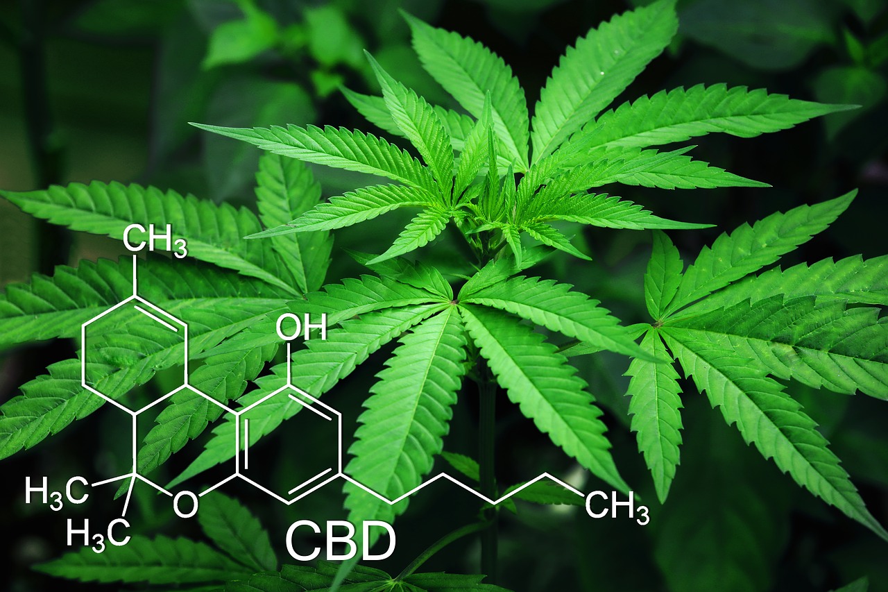 huile-cannabis-CBD